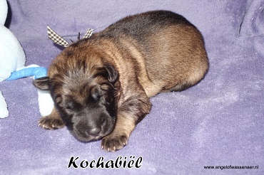 Kochabiël,  Licht grauwe Oudduitse Herder reu van 1 week oud
